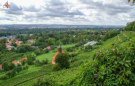 Weinberg Pillnitz