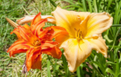 Blumenpracht auf Madeira