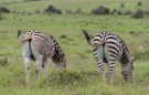 Scotia Safaris Game Farm