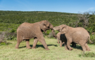 Scotia Safaris Game Farm