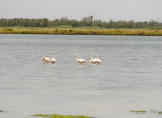 Flamingos